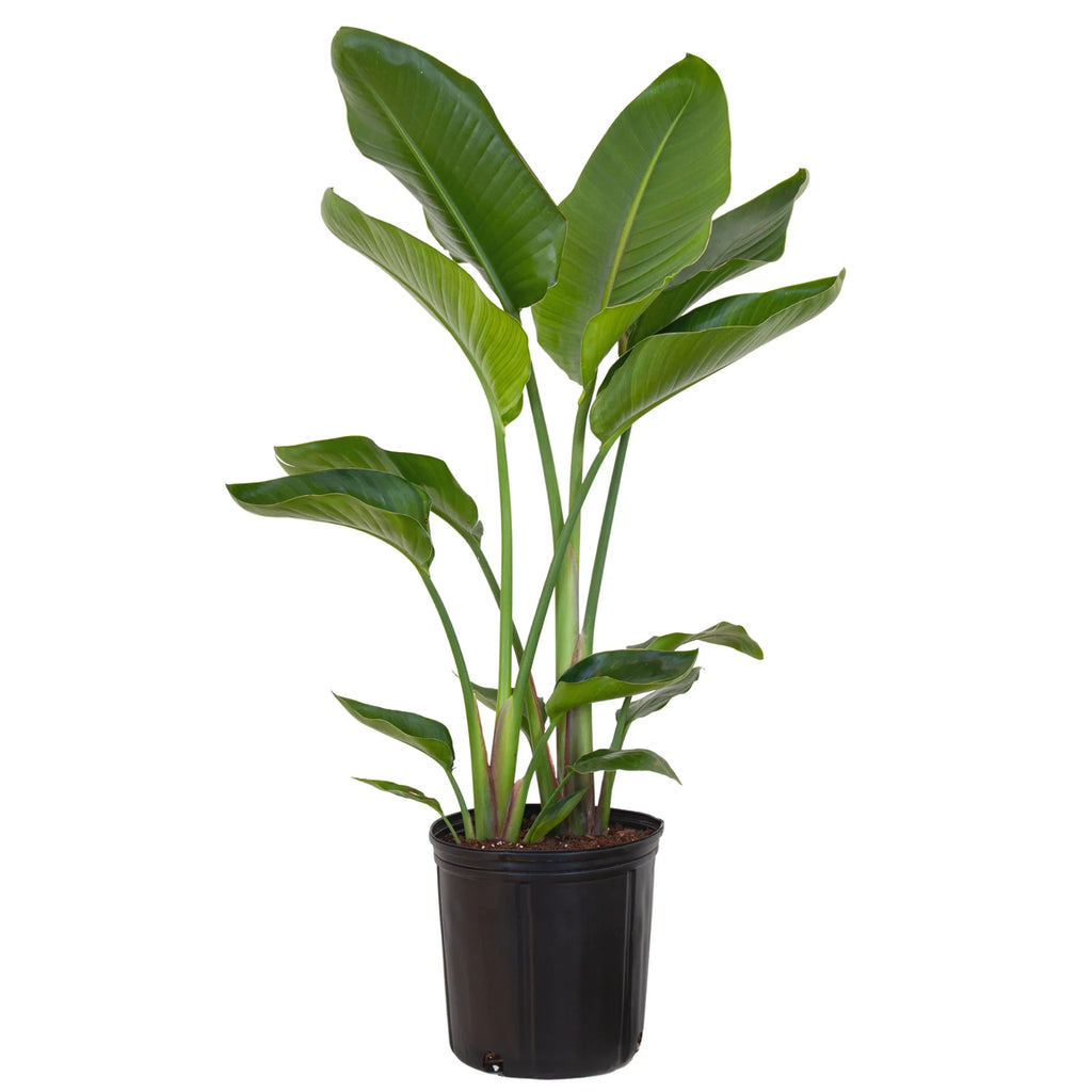 of Live Plant White inch 9.25 in United 26-32 Paradise Bird Tall inches Grower Nursery Pot