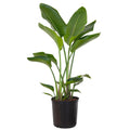 of Live Plant White inch 9.25 in United 26-32 Paradise Bird Tall inches Grower Nursery Pot