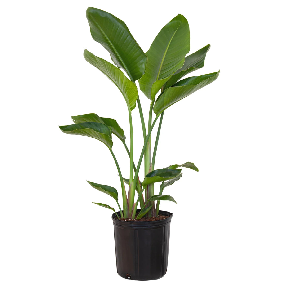 of Live Plant White inch 9.25 in United 26-32 Paradise Bird Tall inches Grower Nursery Pot