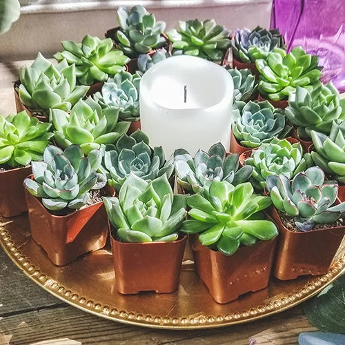 of 50 Green by 2IN Plants Pack Rosette Element Succulents Altman Asst