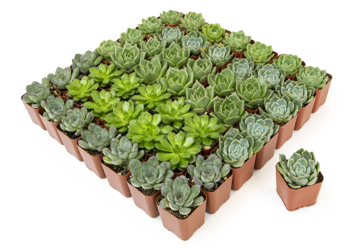 of 50 Green by 2IN Plants Pack Rosette Element Succulents Altman Asst