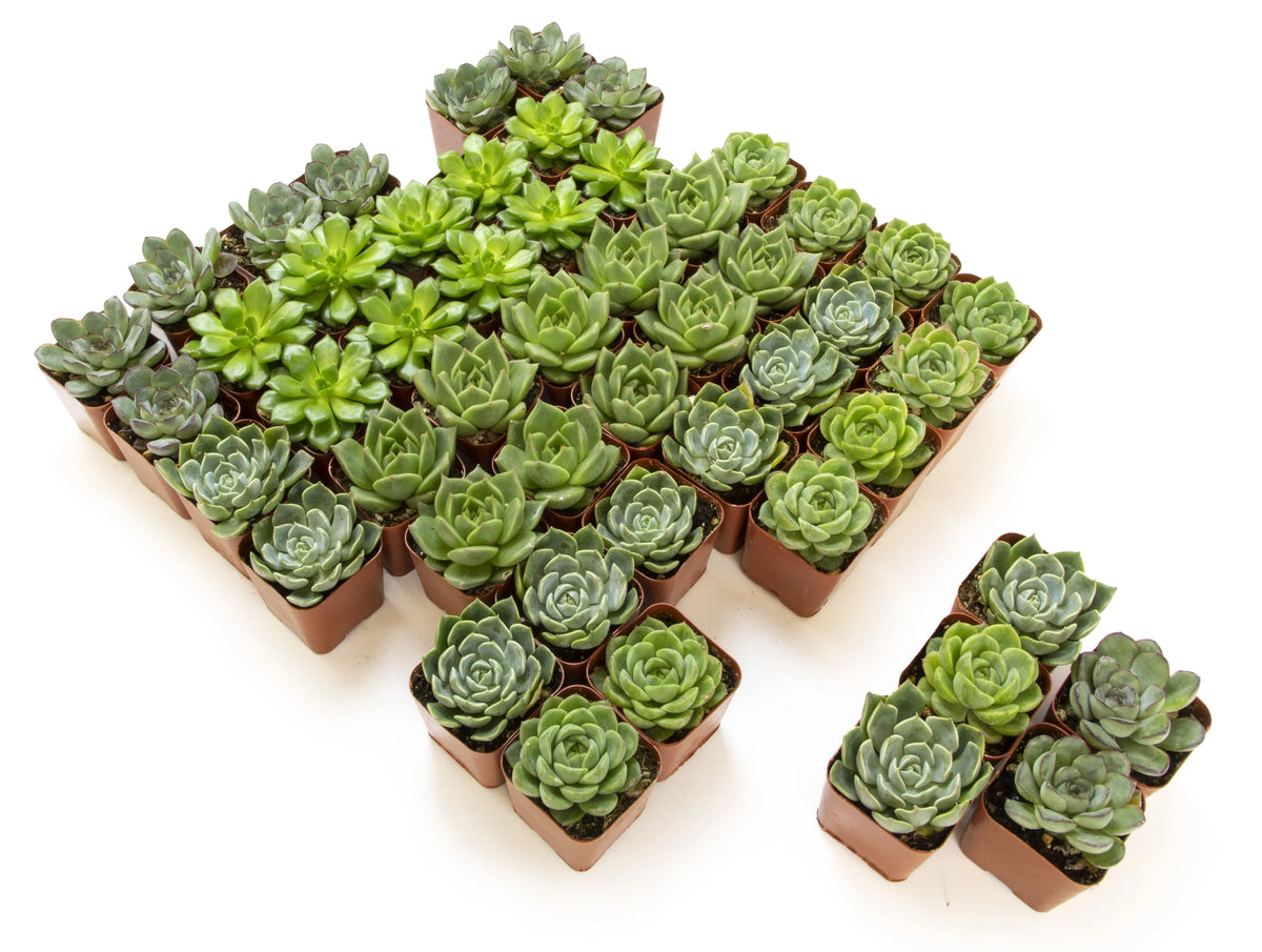 of 50 Green by 2IN Plants Pack Rosette Element Succulents Altman Asst