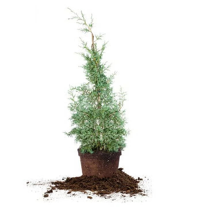 Carolina - Sapphire Tree Growing Unique Blue 3 Gal. Fast Cypress Green Foliage -