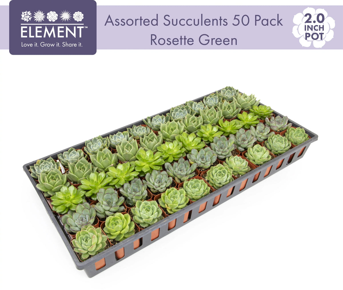 of 50 Green by 2IN Plants Pack Rosette Element Succulents Altman Asst