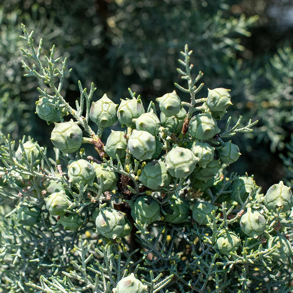 Carolina - Sapphire Tree Growing Unique Blue 3 Gal. Fast Cypress Green Foliage -