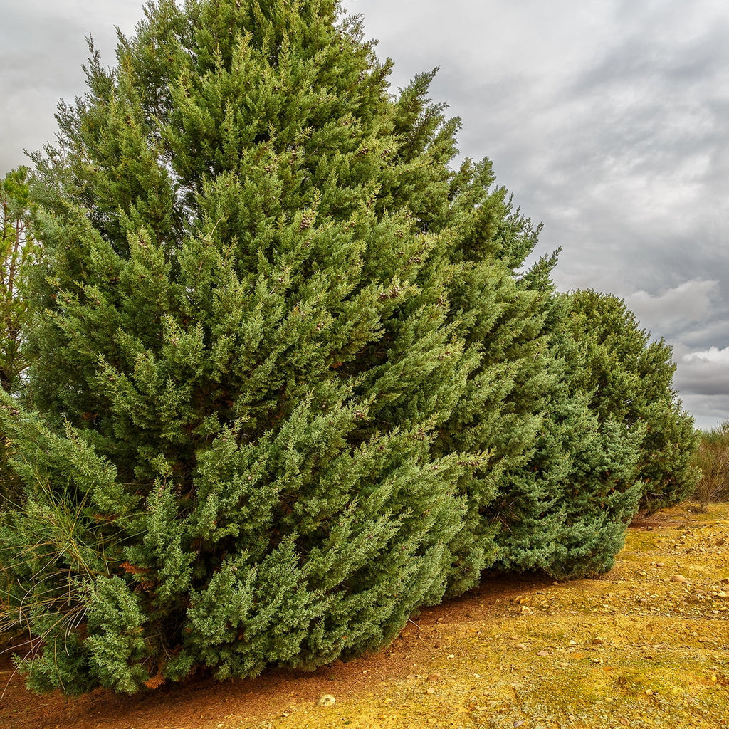 Carolina - Sapphire Tree Growing Unique Blue 3 Gal. Fast Cypress Green Foliage -