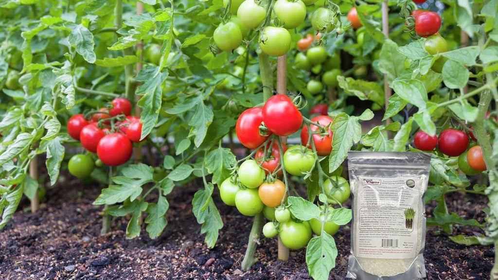 Moisture and The for Regulate Polyacrylate 5 Soil ph Plant Pounds Potassium of Keep