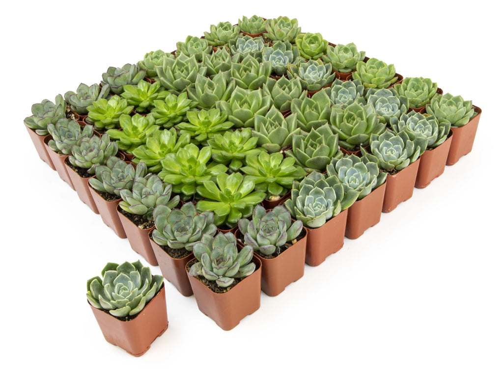 of 50 Green by 2IN Plants Pack Rosette Element Succulents Altman Asst
