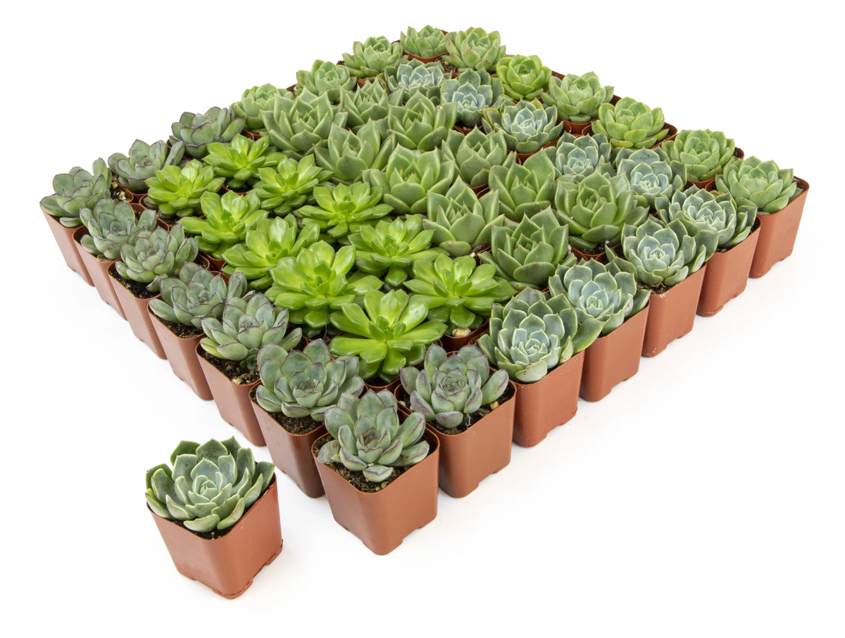 of 50 Green by 2IN Plants Pack Rosette Element Succulents Altman Asst