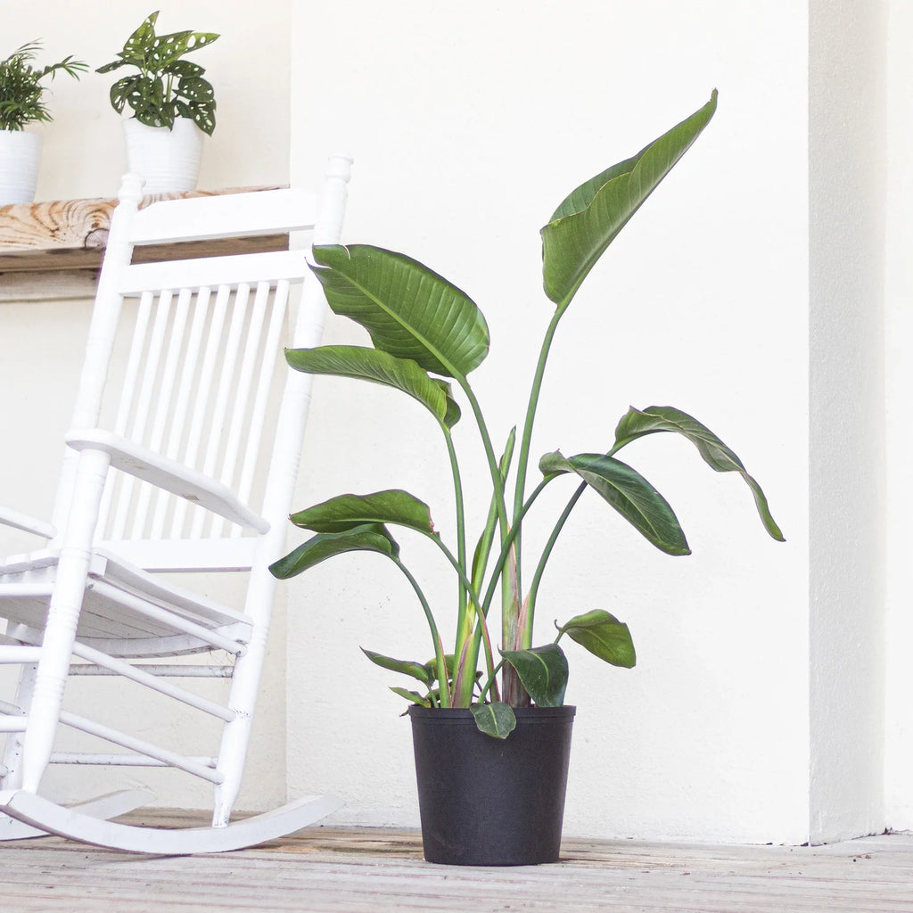 of Live Plant White inch 9.25 in United 26-32 Paradise Bird Tall inches Grower Nursery Pot