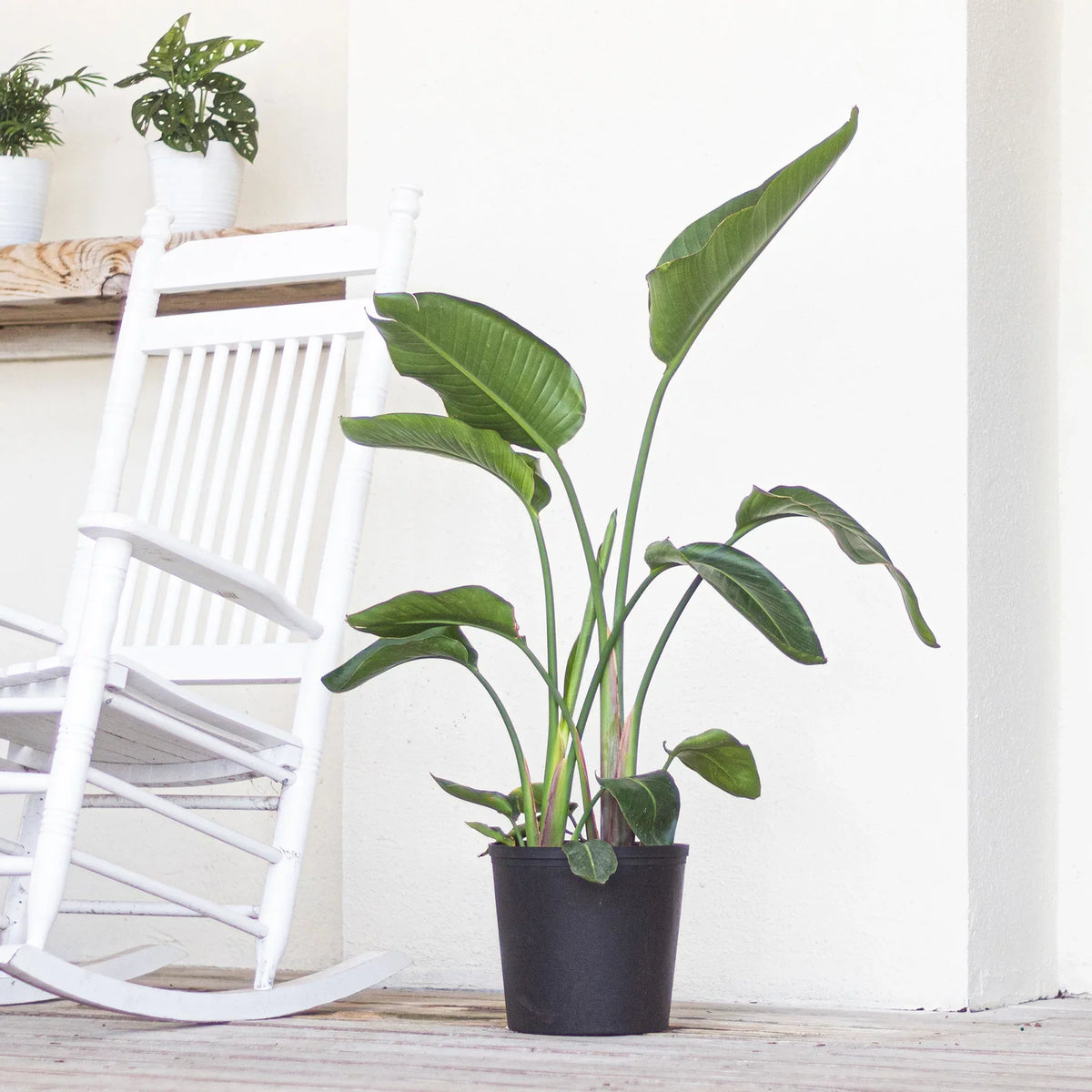 of Live Plant White inch 9.25 in United 26-32 Paradise Bird Tall inches Grower Nursery Pot