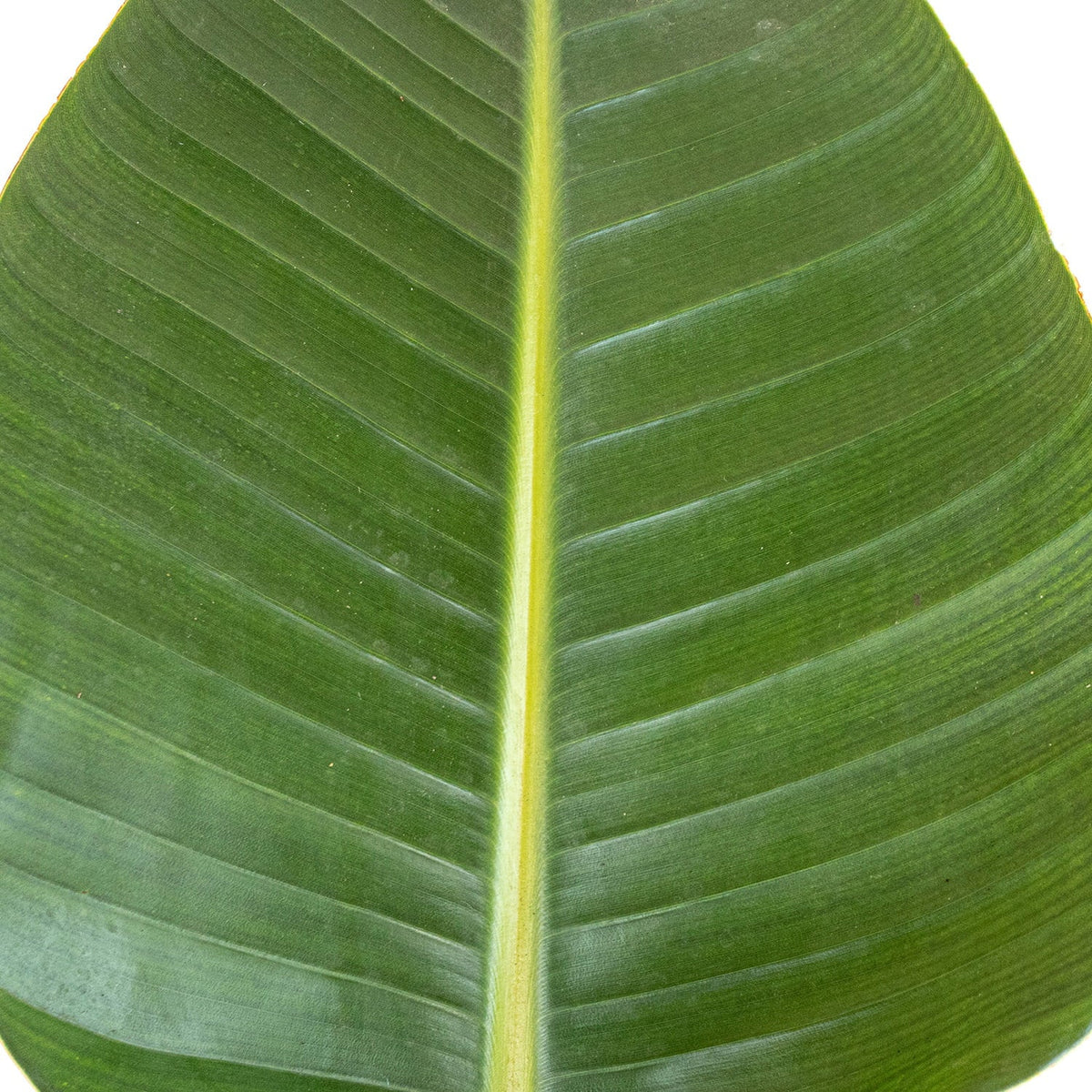 of Live Plant White inch 9.25 in United 26-32 Paradise Bird Tall inches Grower Nursery Pot