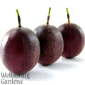 Live Passiflora Purple - Plant Fruit Possum edulis Passion -