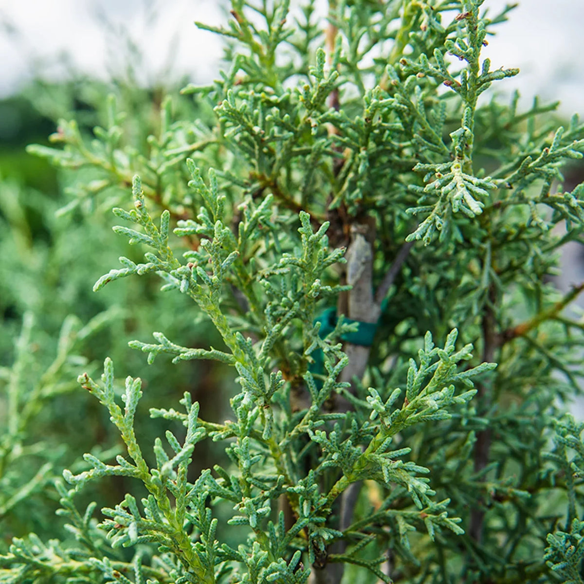 Carolina - Sapphire Tree Growing Unique Blue 3 Gal. Fast Cypress Green Foliage -