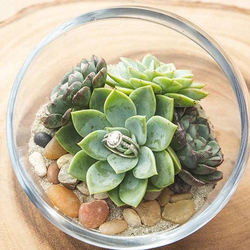 of 50 Green by 2IN Plants Pack Rosette Element Succulents Altman Asst