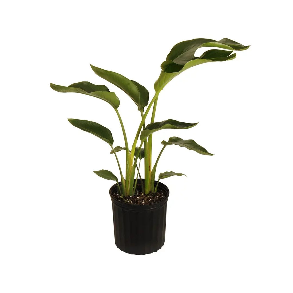of Live Plant White inch 9.25 in United 26-32 Paradise Bird Tall inches Grower Nursery Pot