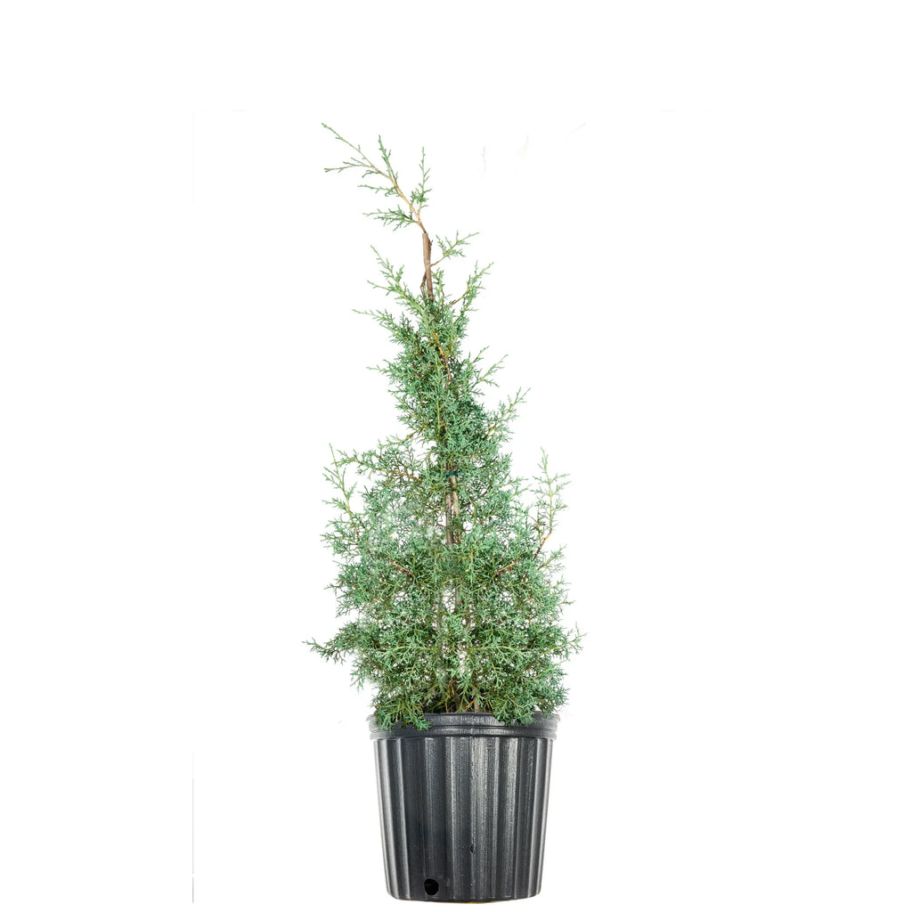 Carolina - Sapphire Tree Growing Unique Blue 3 Gal. Fast Cypress Green Foliage -